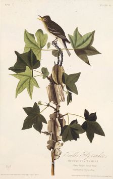 Traill's flycatcher. From "The Birds of America", 1827-1838. Creator: Audubon, John James (1785-1851)