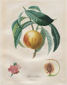 Traité des arbres fruitiers: Chancellière, 1808-1835. Creator: Henri Louis Duhamel du Monceau (French, 1700-1782)