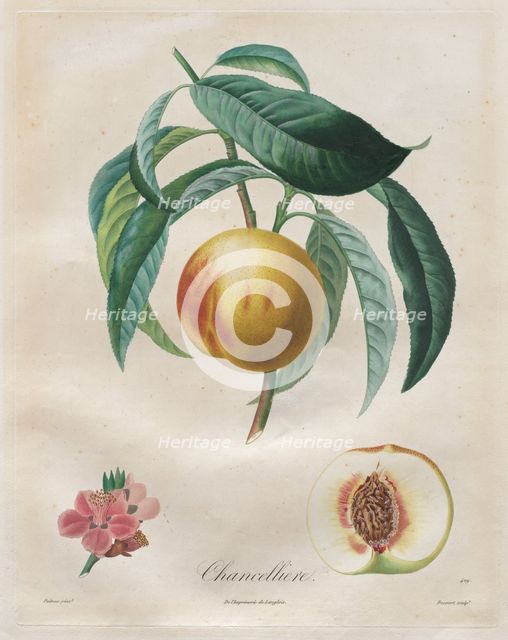 Traité des arbres fruitiers: Chancellière, 1808-1835. Creator: Henri Louis Duhamel du Monceau (French, 1700-1782).