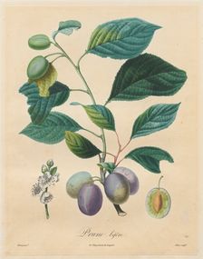 Traité des arbres fruitiers: Prune bifère, 1808-1835. Creator: Henri Louis Duhamel du Monceau (French, 1700-1782)