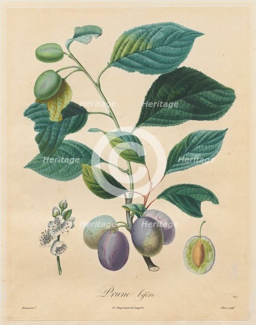 Traité des arbres fruitiers: Prune bifère, 1808-1835. Creator: Henri Louis Duhamel du Monceau (French, 1700-1782).