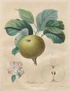 Traité des arbres fruitiers: Rambour dété, 1808-1835. Creator: Henri Louis Duhamel du Monceau (French, 1700-1782)