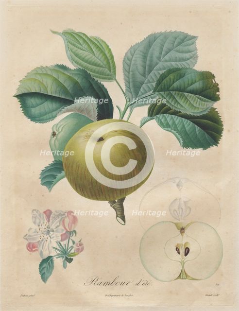 Traité des arbres fruitiers: Rambour dété, 1808-1835. Creator: Henri Louis Duhamel du Monceau (French, 1700-1782).
