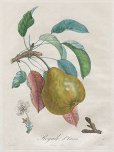 Traité des arbres fruitiers: Royal dhiver, 1808-1835. Creator: Henri Louis Duhamel du Monceau (French, 1700-1782)