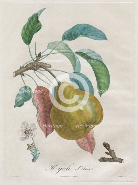 Traité des arbres fruitiers: Royal dhiver, 1808-1835. Creator: Henri Louis Duhamel du Monceau (French, 1700-1782).