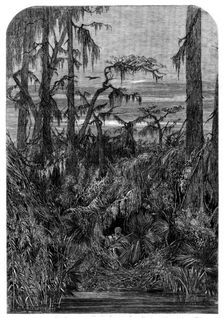 Transatlantic Sketches - a Swamp in Louisiana - from a drawing by Mrs. Bodichon, 1858. Creator: Unknown