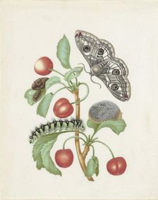 Transformation of the Night Peacock Eye, 1679