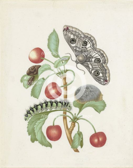 Transformation of the Night Peacock Eye, 1679.
