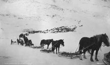 Transportation with horses, mules, dogs and bicycle, between c1900 and 1927. Creator: Unknown
