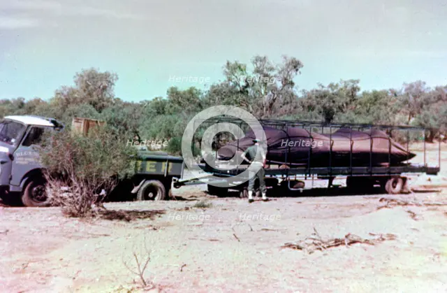 Transporting Bluebird CN7 through the bush to Lake Eyre, World Land Speed Record attempt, 1964. Creator: Unknown.