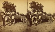 Transporting cotton in an oxcart, (1868-1900?). Creator: J. N. Wilson