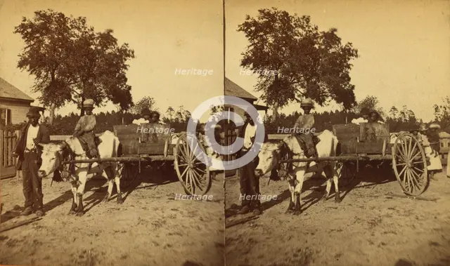Transporting cotton in an oxcart, (1868-1900?). Creator: J. N. Wilson.