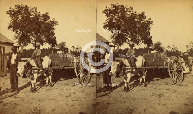 Transporting cotton in an oxcart, (1868-1900?). Creator: J. N. Wilson.
