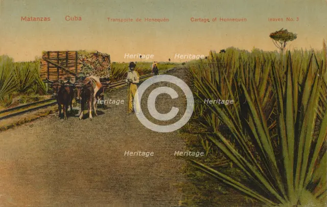''Transporting Henequen leaves, Matanzas - Cuba', Artist: Unknown.