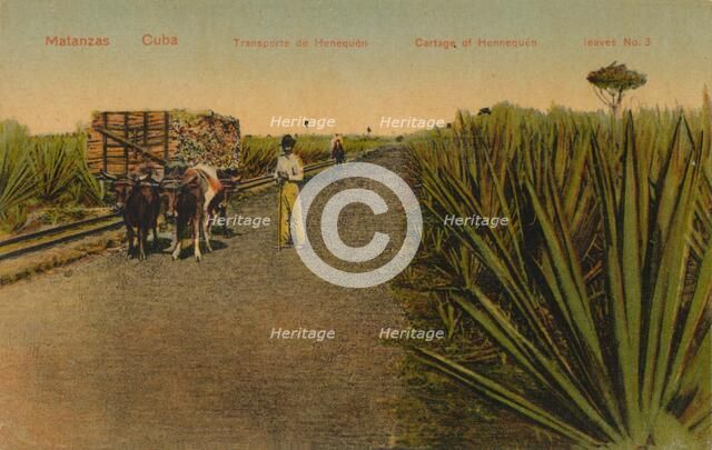 ''Transporting Henequen leaves, Matanzas - Cuba', Artist: Unknown.