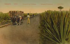 'Transporting Henequen leaves, Matanzas - Cuba