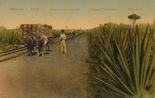 'Transporting Henequen leaves, Matanzas - Cuba