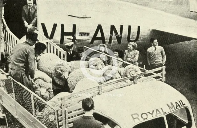 'Transporting Prize Rams By Air', c1948. Creator: Unknown.