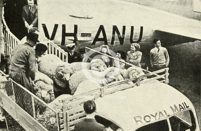 'Transporting Prize Rams By Air', c1948. Creator: Unknown.