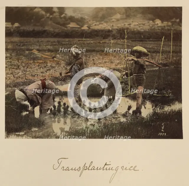 Transplanting rice, about 1873-1883. Creator: Shinichi Suzuki I.