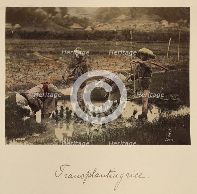 Transplanting rice, about 1873-1883. Creator: Shinichi Suzuki I.