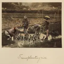 Transplanting rice, about 1873-1883. Creator: Shinichi Suzuki I