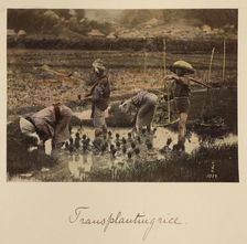 Transplanting rice, about 1873-1883. Creator: Shinichi Suzuki I