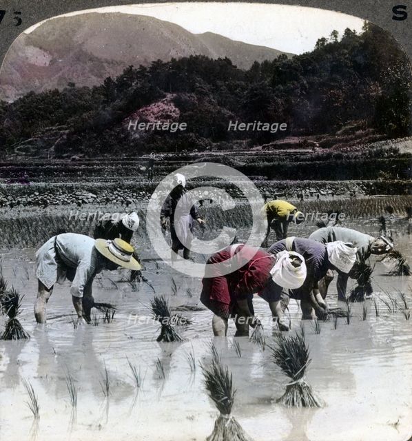 Transplanting rice in a paddy field, Japan, 1904.Artist: Underwood & Underwood