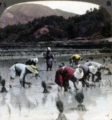Transplanting rice in a paddy field, Japan, 1904.Artist: Underwood & Underwood