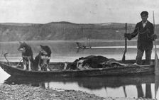 Trapper with hides and dogs in canoe, between c1900 and c1930. Creator: Unknown