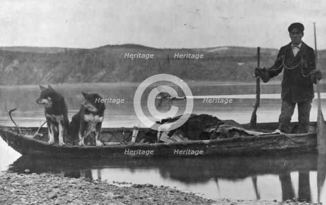 Trapper with hides and dogs in canoe, between c1900 and c1930. Creator: Unknown.