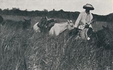 Travel on the Pampas 1916