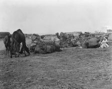 Travel views of Morocco, 1904. Creator: Arnold Genthe