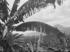 Travel views of Cuba and Guatemala, between 1899 and 1926. Creator: Arnold Genthe