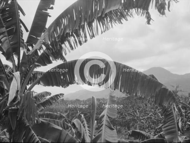 Travel views of Cuba and Guatemala, between 1899 and 1926. Creator: Arnold Genthe.