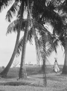 Travel views of Cuba and Guatemala, between 1899 and 1926. Creator: Arnold Genthe