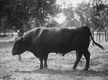 Travel views of Cuba and Guatemala, between 1899 and 1926. Creator: Arnold Genthe