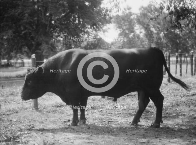 Travel views of Cuba and Guatemala, between 1899 and 1926. Creator: Arnold Genthe.