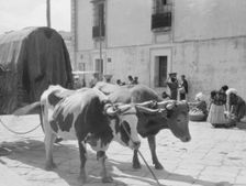 Travel views of Cuba and Guatemala, between 1899 and 1926. Creator: Arnold Genthe