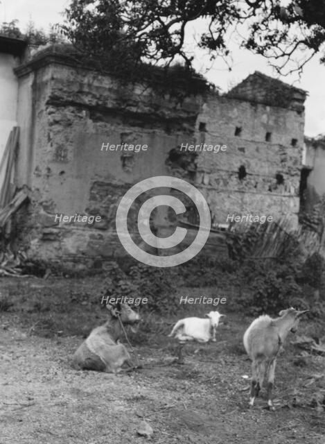 Travel views of Cuba and Guatemala, between 1899 and 1926. Creator: Arnold Genthe.