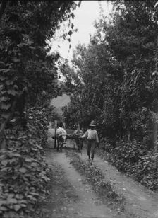 Travel views of Cuba and Guatemala, between 1899 and 1926. Creator: Arnold Genthe