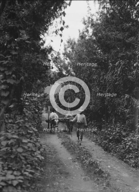 Travel views of Cuba and Guatemala, between 1899 and 1926. Creator: Arnold Genthe.