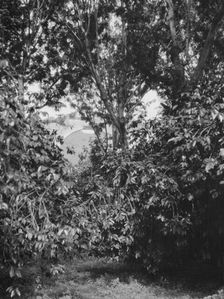 Travel views of Cuba and Guatemala, between 1899 and 1926. Creator: Arnold Genthe