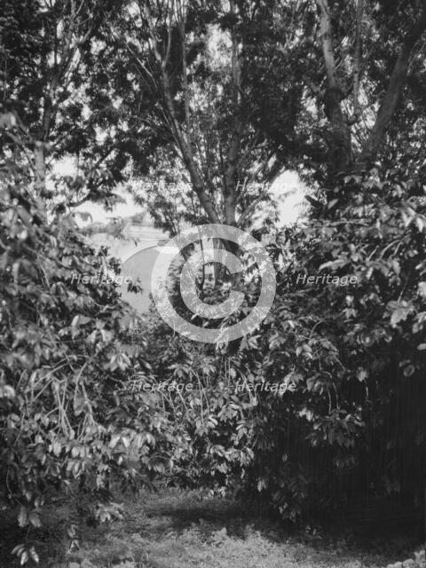 Travel views of Cuba and Guatemala, between 1899 and 1926. Creator: Arnold Genthe.