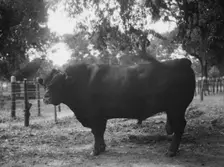 Travel views of Cuba and Guatemala, between 1899 and 1926. Creator: Arnold Genthe