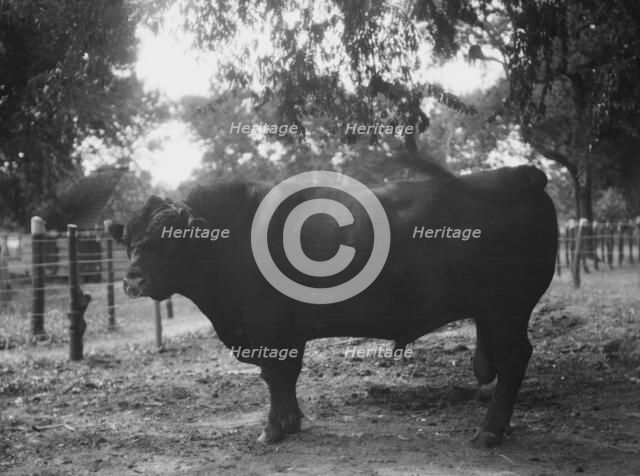 Travel views of Cuba and Guatemala, between 1899 and 1926. Creator: Arnold Genthe.