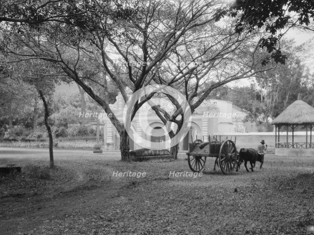 Travel views of Cuba and Guatemala, between 1899 and 1926. Creator: Arnold Genthe.