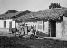 Travel views of Cuba and Guatemala, between 1899 and 1926. Creator: Arnold Genthe