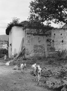 Travel views of Cuba and Guatemala, between 1899 and 1926. Creator: Arnold Genthe