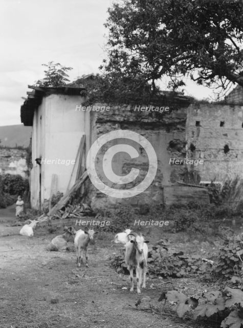 Travel views of Cuba and Guatemala, between 1899 and 1926. Creator: Arnold Genthe.
